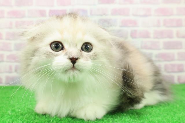 東京都のミヌエット (Coo&RIKU秋葉原店/2025年11月27日生まれ/女の子/キャリコ)の子猫の2枚目の画像