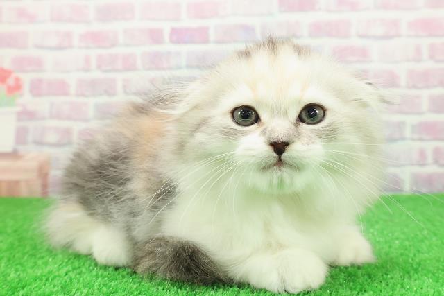 東京都のミヌエット (Coo&RIKU秋葉原店/2025年11月27日生まれ/女の子/キャリコ)の子猫の3枚目の画像