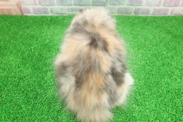 東京都のミヌエット (Coo&RIKU秋葉原店/2025年11月27日生まれ/女の子/キャリコ)の子猫の4枚目の画像