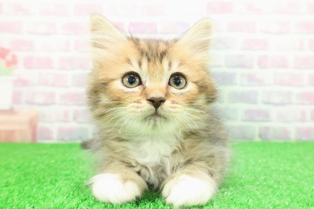 千葉県のミヌエット (Coo&RIKU東船橋店/2025年11月29日生まれ/男の子/ブラウンタビーホワイト)の子猫の1枚目の画像