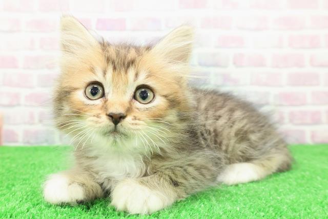 千葉県のミヌエット (Coo&RIKU東船橋店/2025年11月29日生まれ/男の子/ブラウンタビーホワイト)の子猫の2枚目の画像