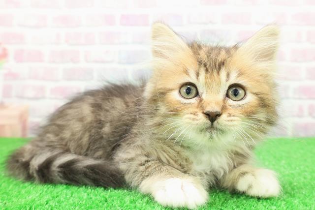 千葉県のミヌエット (Coo&RIKU東船橋店/2025年11月29日生まれ/男の子/ブラウンタビーホワイト)の子猫の3枚目の画像