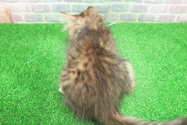 千葉県のミヌエット (Coo&RIKU東船橋店/2025年11月29日生まれ/男の子/ブラウンタビーホワイト)の子猫の4枚目の画像