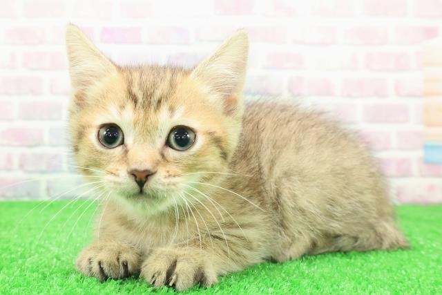 埼玉県のミヌエット (Coo&RIKU桶川店/2025年11月29日生まれ/男の子/ブラウンタビー)の子猫の2枚目の画像