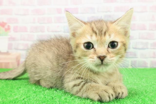 埼玉県のミヌエット (Coo&RIKU桶川店/2025年11月29日生まれ/男の子/ブラウンタビー)の子猫の3枚目の画像