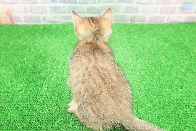 埼玉県のミヌエット (Coo&RIKU桶川店/2025年11月29日生まれ/男の子/ブラウンタビー)の子猫の4枚目の画像