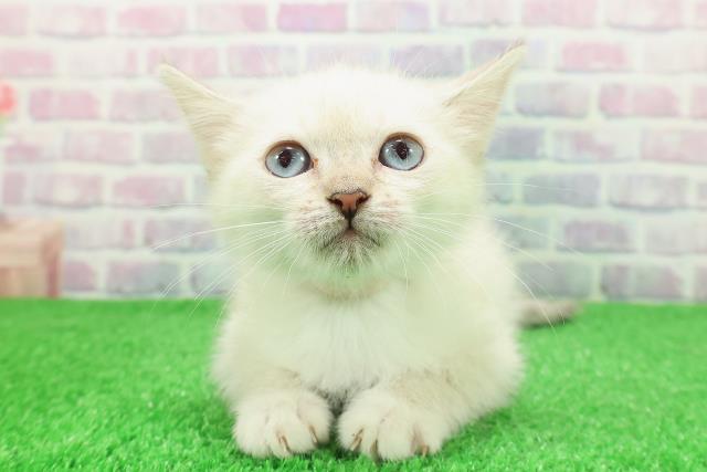 千葉県のミヌエット (Coo&RIKUアクロスモール新鎌ケ谷店/2025年11月29日生まれ/女の子/シールリンクスポイント)の子猫の1枚目の画像