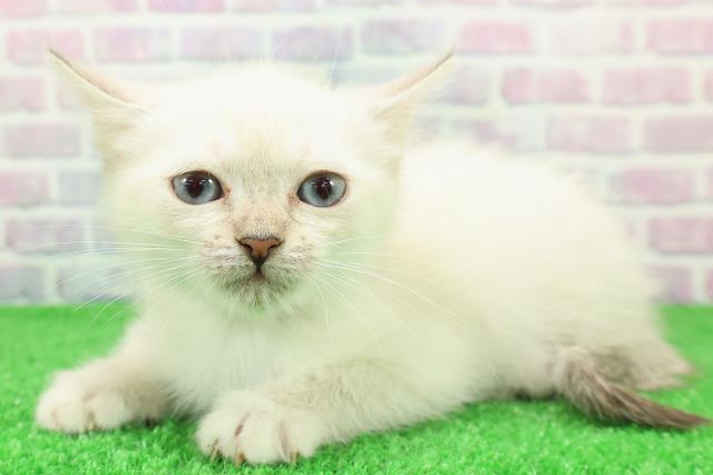 千葉県のミヌエット (Coo&RIKUアクロスモール新鎌ケ谷店/2025年11月29日生まれ/女の子/シールリンクスポイント)の子猫の2枚目の画像