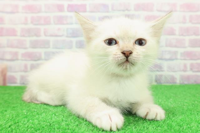 千葉県のミヌエット (Coo&RIKUアクロスモール新鎌ケ谷店/2025年11月29日生まれ/女の子/シールリンクスポイント)の子猫の3枚目の画像