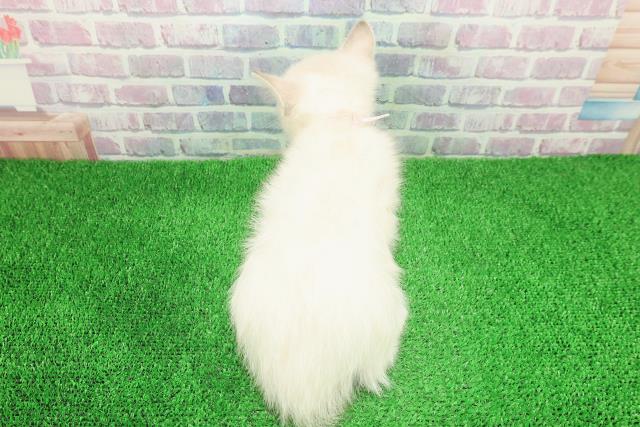 千葉県のミヌエット (Coo&RIKUアクロスモール新鎌ケ谷店/2025年11月29日生まれ/女の子/シールリンクスポイント)の子猫の4枚目の画像