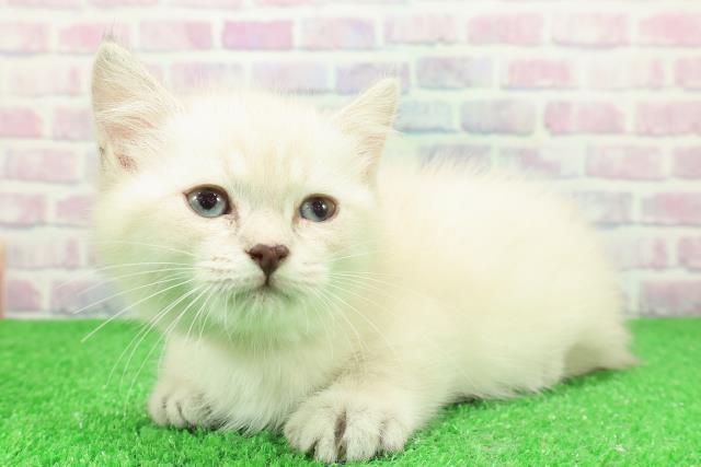 東京都のミヌエット (Coo&RIKU浅草店/2025年11月29日生まれ/女の子/シールリンクスポイント)の子猫の2枚目の画像