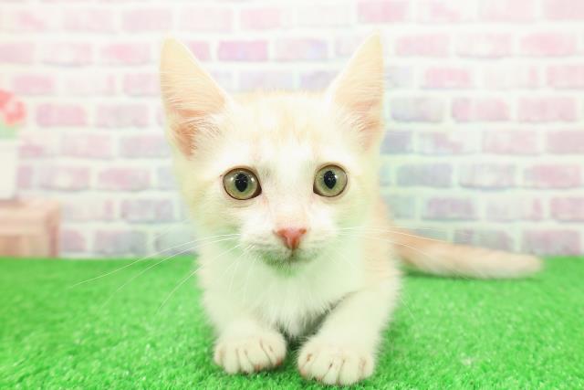 埼玉県のアメリカンカール (Coo&RIKU岩槻店/2025年10月29日生まれ/男の子/レッドタビーホワイト)の子猫の1枚目の画像