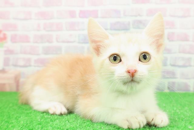 埼玉県のアメリカンカール (Coo&RIKU岩槻店/2025年10月29日生まれ/男の子/レッドタビーホワイト)の子猫の3枚目の画像