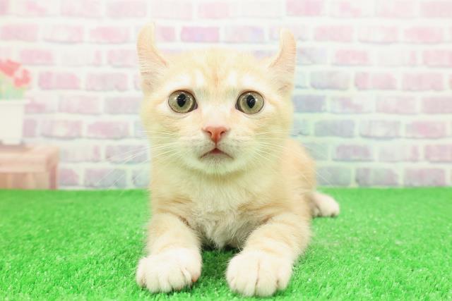 栃木県のアメリカンカール (Coo&RIKU小山店/2025年10月29日生まれ/男の子/レッドタビー)の子猫の1枚目の画像