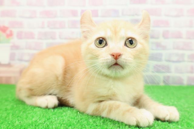 栃木県のアメリカンカール (Coo&RIKU小山店/2025年10月29日生まれ/男の子/レッドタビー)の子猫の3枚目の画像