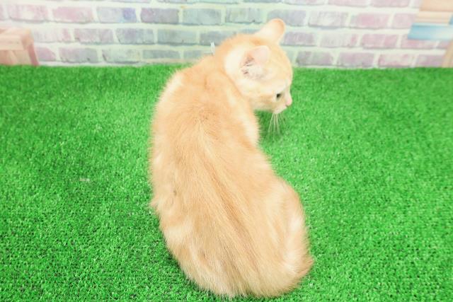 栃木県のアメリカンカール (Coo&RIKU小山店/2025年10月29日生まれ/男の子/レッドタビー)の子猫の4枚目の画像