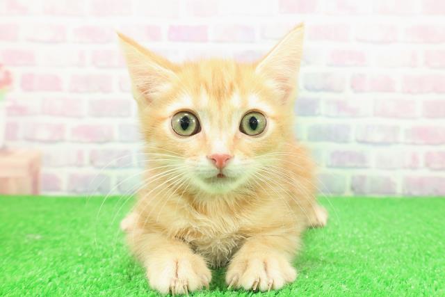 神奈川県のアメリカンカール (Coo&RIKU藤沢店/2025年10月29日生まれ/女の子/レッドタビー)の子猫の1枚目の画像