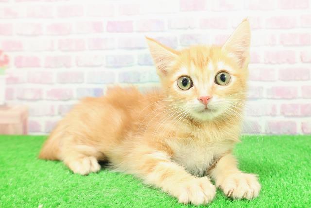 神奈川県のアメリカンカール (Coo&RIKU藤沢店/2025年10月29日生まれ/女の子/レッドタビー)の子猫の3枚目の画像