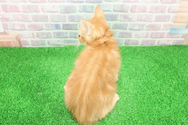 神奈川県のアメリカンカール (Coo&RIKU藤沢店/2025年10月29日生まれ/女の子/レッドタビー)の子猫の4枚目の画像