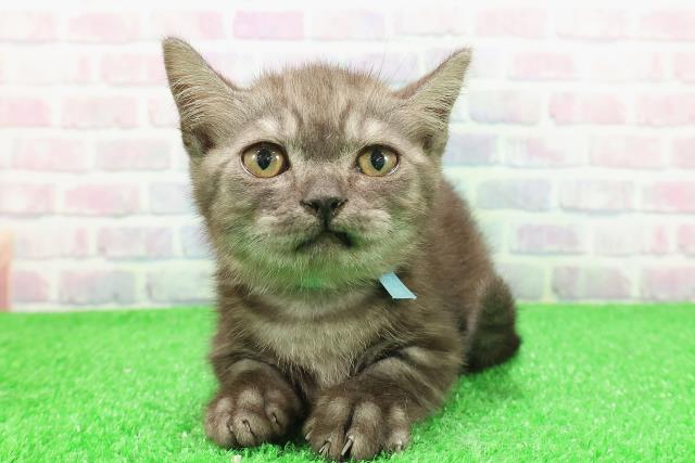 茨城県のマンチカン (Coo&RIKUMEGAドン・キホーテ勝田店/2025年11月1日生まれ/男の子/ブラックスモーク)の子猫の1枚目の画像