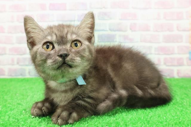 茨城県のマンチカン (Coo&RIKUMEGAドン・キホーテ勝田店/2025年11月1日生まれ/男の子/ブラックスモーク)の子猫の2枚目の画像