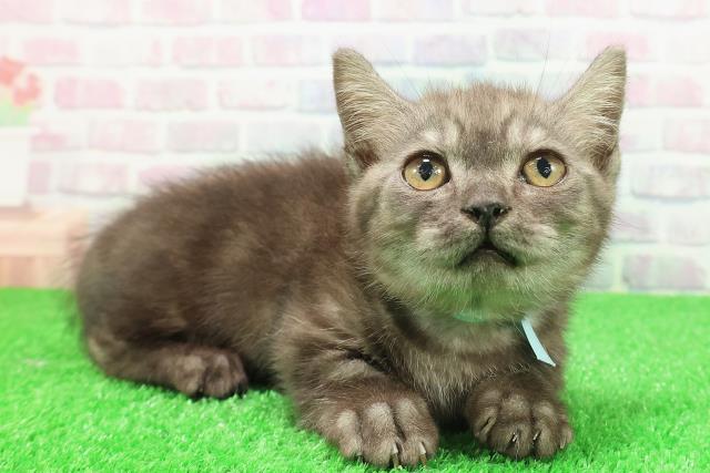 茨城県のマンチカン (Coo&RIKUMEGAドン・キホーテ勝田店/2025年11月1日生まれ/男の子/ブラックスモーク)の子猫の3枚目の画像