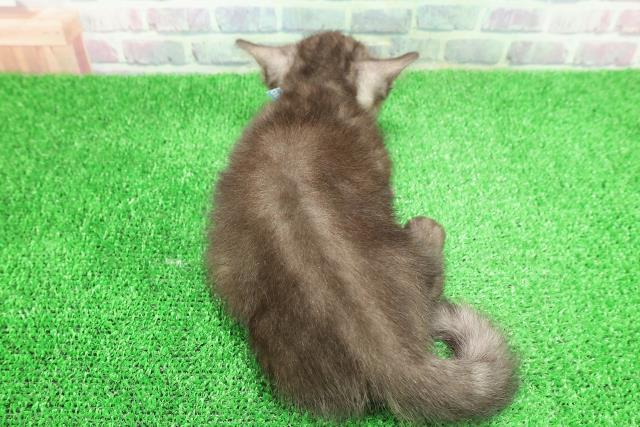 茨城県のマンチカン (Coo&RIKUMEGAドン・キホーテ勝田店/2025年11月1日生まれ/男の子/ブラックスモーク)の子猫の4枚目の画像