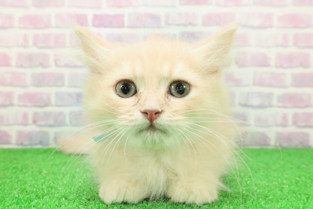 埼玉県のミヌエット (Coo&RIKU岩槻店/2025年11月9日生まれ/男の子/クリームタビー)の子猫の1枚目の画像