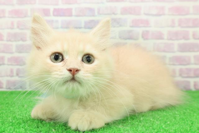 埼玉県のミヌエット (Coo&RIKU岩槻店/2025年11月9日生まれ/男の子/クリームタビー)の子猫の2枚目の画像