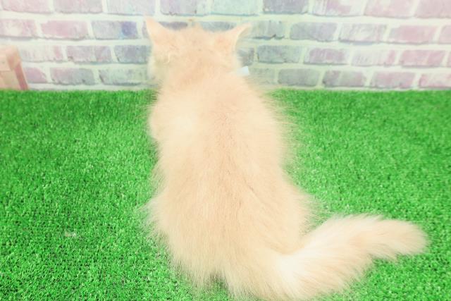 埼玉県のミヌエット (Coo&RIKU岩槻店/2025年11月9日生まれ/男の子/クリームタビー)の子猫の4枚目の画像