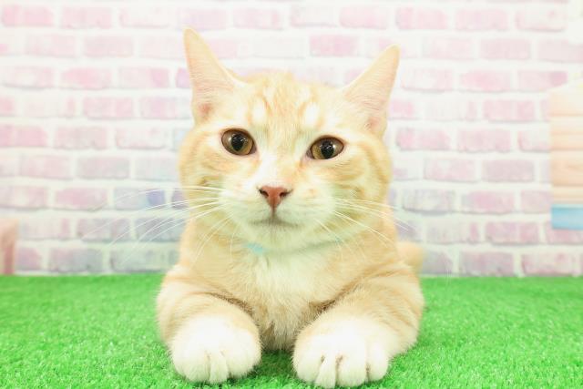 埼玉県のキンカロー (Coo&RIKU岩槻店/2025年8月26日生まれ/男の子/レッドタビーホワイト)の子猫の1枚目の画像