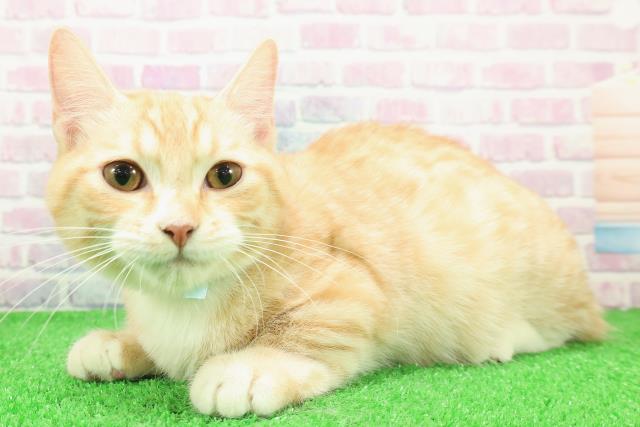 埼玉県のキンカロー (Coo&RIKU岩槻店/2025年8月26日生まれ/男の子/レッドタビーホワイト)の子猫の2枚目の画像