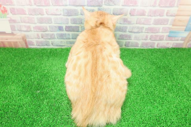 埼玉県のキンカロー (Coo&RIKU岩槻店/2025年8月26日生まれ/男の子/レッドタビーホワイト)の子猫の4枚目の画像