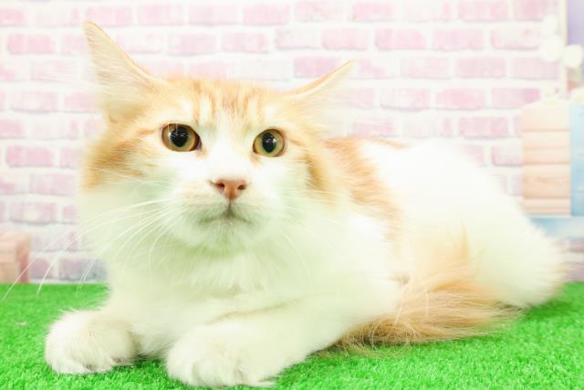 東京都のノルウェージャンフォレストキャット (Coo&RIKU福生店/2025年8月7日生まれ/男の子/レッドタビーホワイト)の子猫の2枚目の画像