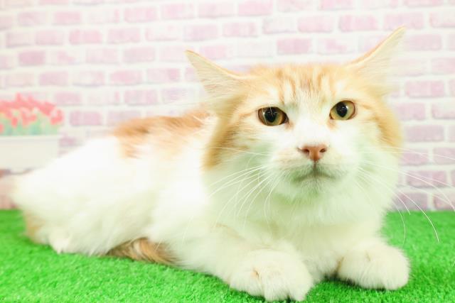 東京都のノルウェージャンフォレストキャット (Coo&RIKU福生店/2025年8月7日生まれ/男の子/レッドタビーホワイト)の子猫の3枚目の画像