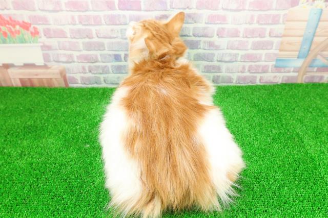 東京都のノルウェージャンフォレストキャット (Coo&RIKU福生店/2025年8月7日生まれ/男の子/レッドタビーホワイト)の子猫の4枚目の画像