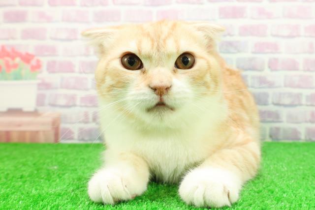 埼玉県のスコティッシュフォールド (Coo&RIKU草加バイパス店/2025年8月23日生まれ/男の子/レッドタビーホワイト)の子猫の1枚目の画像