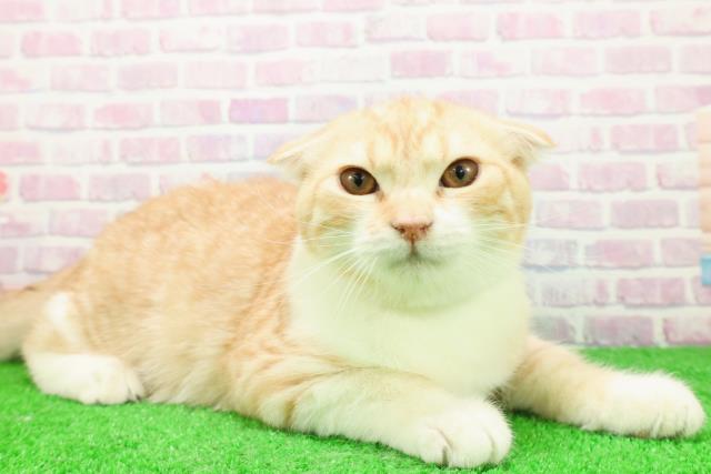 埼玉県のスコティッシュフォールド (Coo&RIKU草加バイパス店/2025年8月23日生まれ/男の子/レッドタビーホワイト)の子猫の3枚目の画像