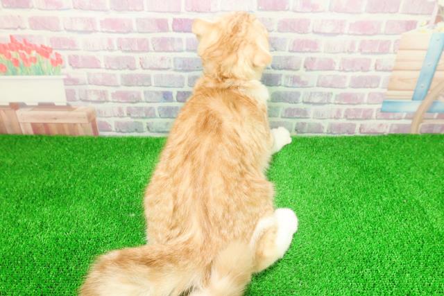 埼玉県のスコティッシュフォールド (Coo&RIKU草加バイパス店/2025年8月23日生まれ/男の子/レッドタビーホワイト)の子猫の4枚目の画像