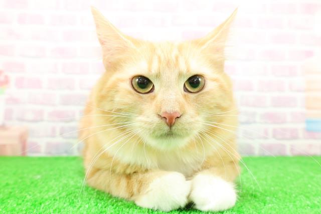 埼玉県のノルウェージャンフォレストキャット (Coo&RIKU桶川店/2025年6月4日生まれ/女の子/レッドタビーホワイト)の子猫の1枚目の画像