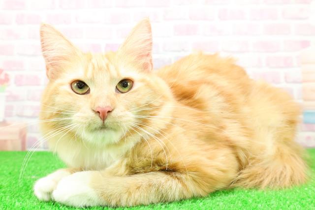 埼玉県のノルウェージャンフォレストキャット (Coo&RIKU桶川店/2025年6月4日生まれ/女の子/レッドタビーホワイト)の子猫の2枚目の画像