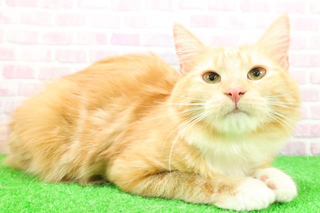 埼玉県のノルウェージャンフォレストキャット (Coo&RIKU桶川店/2025年6月4日生まれ/女の子/レッドタビーホワイト)の子猫の3枚目の画像