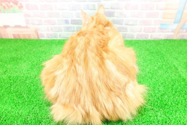 埼玉県のノルウェージャンフォレストキャット (Coo&RIKU桶川店/2025年6月4日生まれ/女の子/レッドタビーホワイト)の子猫の4枚目の画像