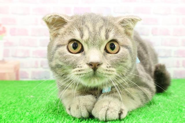 茨城県のスコティッシュフォールド (Coo&RIKU水戸店/2025年8月9日生まれ/男の子/ブルータビー)の子猫