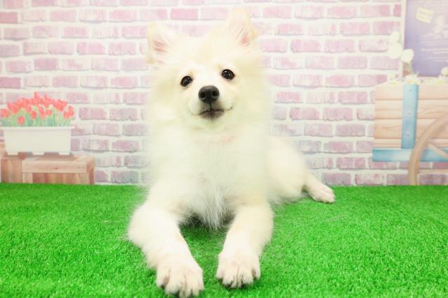 千葉県のハーフ犬・ミックス犬 (Coo&RIKU若葉都賀店/2025年10月18日生まれ/女の子/クリーム)の子犬の1枚目の画像