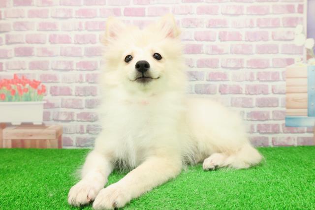 千葉県のハーフ犬・ミックス犬 (Coo&RIKU若葉都賀店/2025年10月18日生まれ/女の子/クリーム)の子犬の2枚目の画像