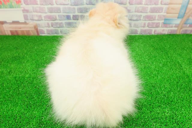 千葉県のハーフ犬・ミックス犬 (Coo&RIKU若葉都賀店/2025年10月18日生まれ/女の子/クリーム)の子犬の4枚目の画像