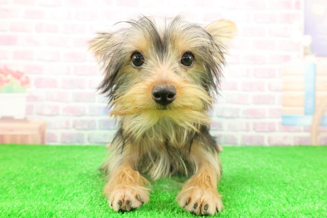 ヨークシャーテリア