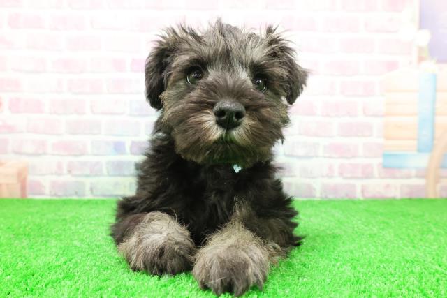 栃木県のミニチュアシュナウザー (Coo&RIKUFKDインターパーク店/2025年11月28日生まれ/男の子/ソルトペッパー)の子犬の1枚目の画像