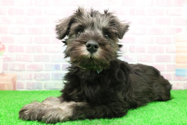 栃木県のミニチュアシュナウザー (Coo&RIKUFKDインターパーク店/2025年11月28日生まれ/男の子/ソルトペッパー)の子犬の2枚目の画像